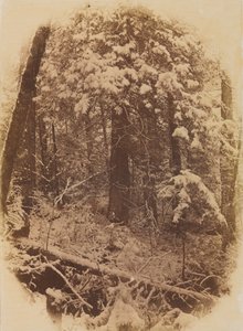 Ongetiteld Bos in Sneeuw, 1859 door William James Stillman