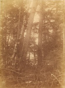 Zonder titel, uit de portfolio The Forest: Adirondack bossen