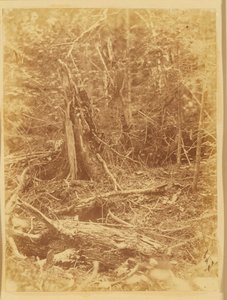 Zonder titel, uit de portfolio The Forest: Adirondack bossen