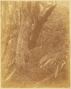 Zonder titel, uit de portfolio The Forest: Adirondack bossen