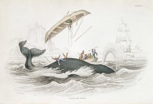 Harpoeneren van een Groenlandse walvis die een van de aanvallende boten heeft omgegooid. Uit William Jardine The Naturalist
