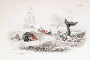 Harpoeneren van een potvis, 1837
