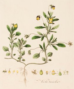 Driekleurig viooltje, ca. 1770-1790 door William Kilburn