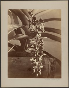 Orchideeën, Ceylon door William Louis Henry Skeen