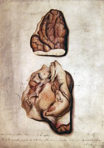 Studie van hersenen III, ca. 1850