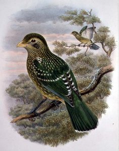 Ailuroedus Crassirostris, Groene Katvogel (kleur litho)