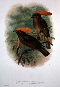 Amblyornis Flavifrons (kleur litho)