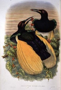 Paradijsvogel: Twaalfdradige, Seleucidis Melanoleuca