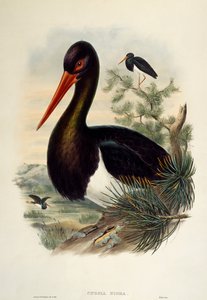 Zwarte ooievaar (Ciconia nigra), lithografie uit Birds of Great Britain