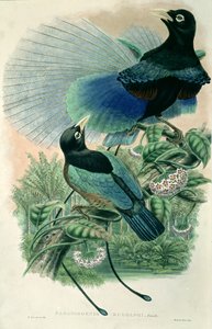 Blauwe paradijsvogel (kleur litho)