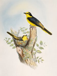 Bruinromp Minivet (Pericrocotus cantonensis), lithografie uit Birds of Asia door William Matthew Hart
