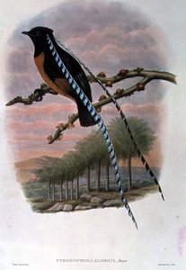 Pteridophora Alberti, Koning van Saksen Paradijsvogel