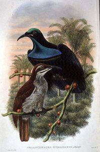 Ptiloris Magnificus, Geweervogel van het Paradijs