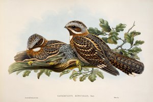 Roodhalsnachtzwaluw (Caprimulgus ruficollis), lithografie uit Birds of Great Britain