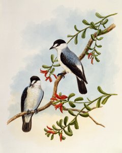 Stroomroodborst (Monachella muelleriana), gravure door William Matthew Hart, Verenigd Koninkrijk