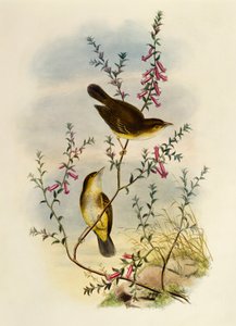 Witgevlekte Vliegenvanger (Pseudogerygone notata), gravure door William Matthew Hart, Verenigd Koninkrijk door William Matthew Hart