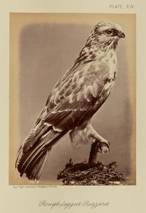 Ruigpootbuizerd