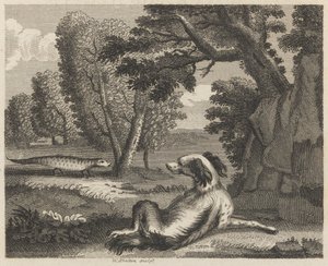 De Spaniël en de Kameleon