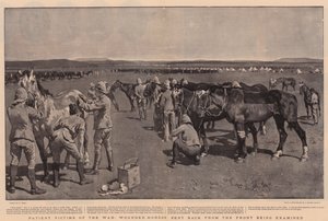 Patiënt slachtoffers van de oorlog, gewonde paarden teruggestuurd van het front worden onderzocht