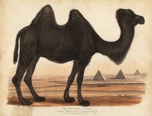 Bactrische kameel, Camelus bactrianus