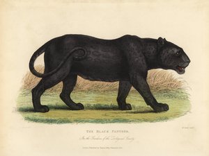 Zwarte panter, Panthera pardus of Panthera onca door William Smellie