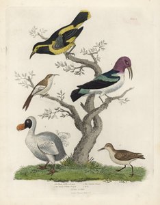Zwart-gele boomkruiper, bruin-witte boomkruiper, Certhia americana, Cayenne boomkruiper, Dacnis cayana, Dodo, Raphus cucullatus, en purre of strandloper, Calidris alpina. Handgekleurde kopergravure door William Smellie