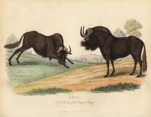 Zwarte gnoe, Connochaetes gnou door William Smellie
