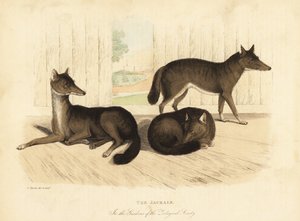 Gouden jakhals, Canis aureus door William Smellie