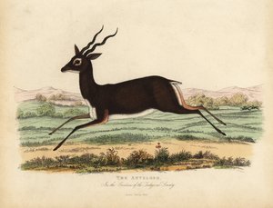 Indische antilope of zwartbok, Antilope cervicapra door William Smellie