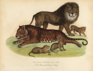 Leeuw, Tijgerin en Welpen door William Smellie