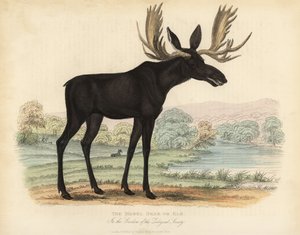 Eland, Alces alces door William Smellie