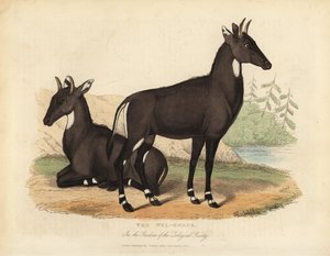 Nilgai of blauwe stier, Boselaphus tragocamelus door William Smellie