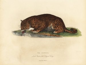 Panter, Panthera pardus of Panthera onca door William Smellie