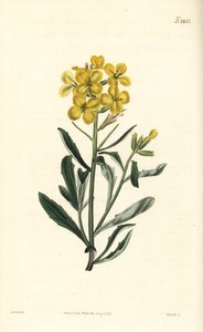 Geurige muurbloem, Erysimum odoratum door William Smellie