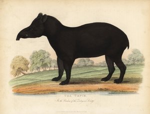 Zuid-Amerikaanse tapir, Tapirus terrestris, kwetsbaar door William Smellie