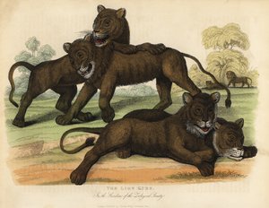 De leeuwenwelpen in de tuinen van de Zoological Society door William Smellie