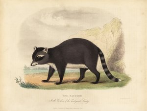 De Wasbeer, Procyon lotor