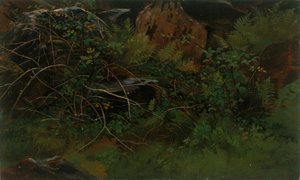Studie uit de natuur