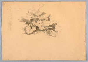 Studie van gebladerte