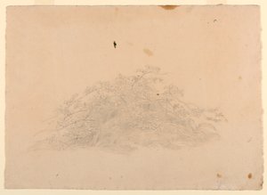 Studie van gebladerte door William Stanley Haseltine