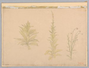 Studie van toortsplanten door William Stanley Haseltine