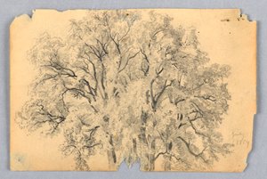 Studie van Iepenboom