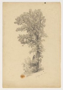 Studie van gebladerte