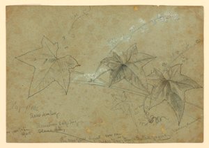 Studie van gebladerte door William Trost Richards