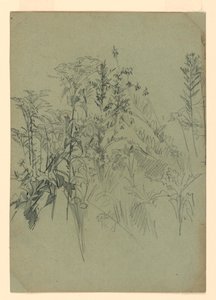 Studie van gebladerte