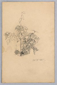 Studie van gebladerte door William Trost Richards