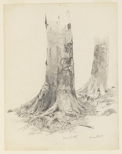 Boomstammen, Darmstadt