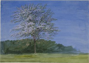 Studie van een bloeiende boom door Joseph Mallord William Turner
