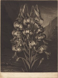 De Prachtige Lelie door William Ward after Philip Reinagle