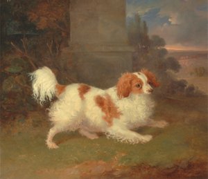 Een Blenheim Spaniël door William Webb
